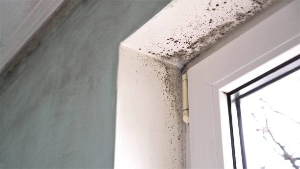 Best Localized Mold Remediation (e.g., coastal areas, humid climates) in Johnstonville, CA