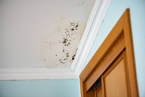 Best Bathroom Mold Remediation in Johnstonville, CA