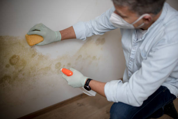 Best Emergency Mold Remediation in Johnstonville, CA
