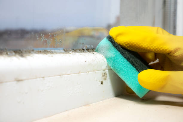 Best Mold Remediation for Schools in Johnstonville, CA
