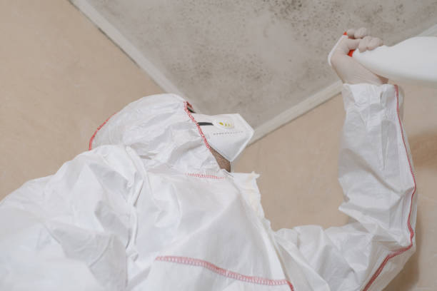 Best DIY Mold Remediation Support Services in Johnstonville, CA