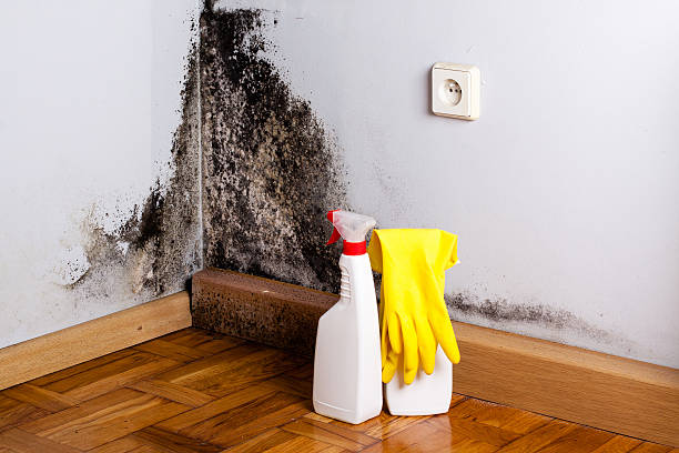 Best Residential Mold Remediation in Johnstonville, CA
