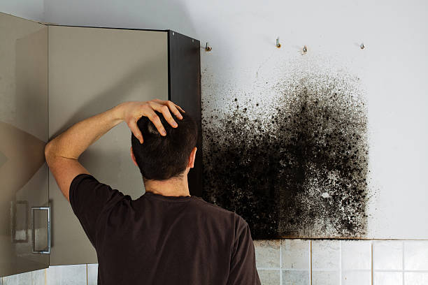 Best White Mold Remediation in Johnstonville, CA