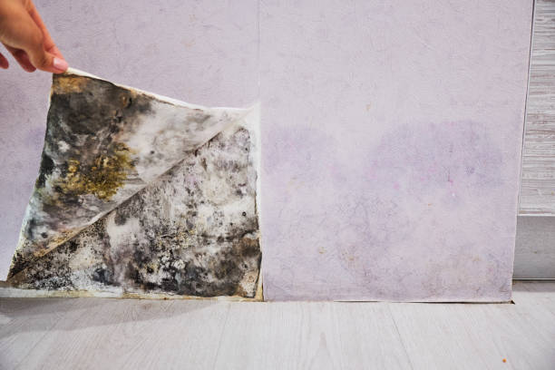 Best Mold Testing and Inspection Services in Johnstonville, CA